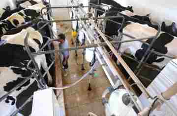 Paraná regulamenta lei que proíbe reconstituição de leite em pó importado